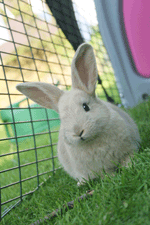 Rabbit enjoying the pink eglu
