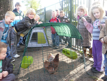 Image of schoolchildren looking at a chicken