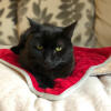 Zwarte kat zittend op Luxury cat christmas blanket
