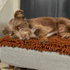 Hond liggend op Omlet Topology hondenbed met microvezel topper met koperen kap houten voetjes
