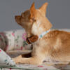Een close up van een chihuahua die de kleine ochtend weide hondenhalsband draagt