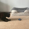 Zwarte kat spelend met zeester kat stuk speelGoed