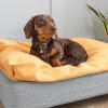Teckel Winston vindt zijn Topology hondenmand in maat small met super comfy beanbag topper geweldig