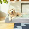 De hoogwaardige traagschuim matrasbasis biedt uw rustende hond de juiste ondersteuning, terwijl het zich voor extra comfort naar het lichaam van uw hond vormt
