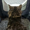 Kat binnen van Maya kattenbak meubels krijgen privacy