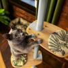 Kat springt de trap op van een binnenkatboom Freestyle 