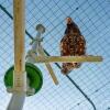 Onder shot van kip zittend op baars van Poletree