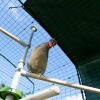 Kip in het Poletree baars systeem