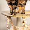 Kat staand op de top van een overdekte Freestyle kattenboom hangmat