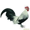 Dutch Bantam of Hollands Krielhoen