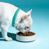 Witte franse bulldog etend uit een Omlet hondenbak in krijt