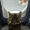 Kat zit in Maya kattenbak meubels krijgen privacy