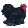 Peking Bantam