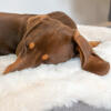 Close-up van teckel slapend op Omlet Topology hondenbed met schapenvacht topper