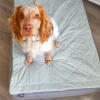 Hond in een Luxury Topology hondenbed