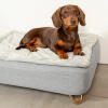 Teckel zittend op Omlet Topology hondenbed met gewatteerde hoes en Gold haarspeld voetjes