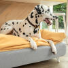 Dalmatische hond zittend op Omlet Topology hondenbed met zitzak topper en witte haarspeld voeten