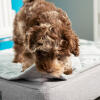 Een puppy bijt de Topology puppy bed met gewatteerde topper