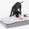 Een puppy die met een speeltje speelt op het Topology puppybed met gewatteerde topper