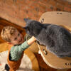 Kleine jongen die naar een kat reikt in een indoor Freestyle kattenhangmat