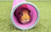 Cavia in speeltunnel