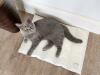 Een kat die op een koele mat ligt.