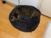 Van de kat 5 sterren!