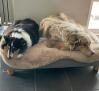 Luxueus bed voor grote(re) hond