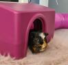 Een cavia ontspant in een asiel.