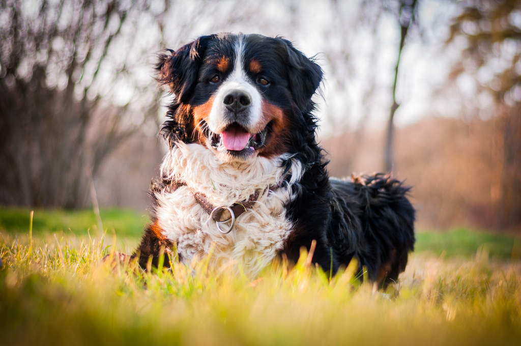 Bernese Dog Rescue Bernese Dog Rescue
