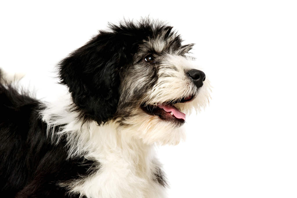 poolse laaglandherder | honden | rasinformatie | omlet
