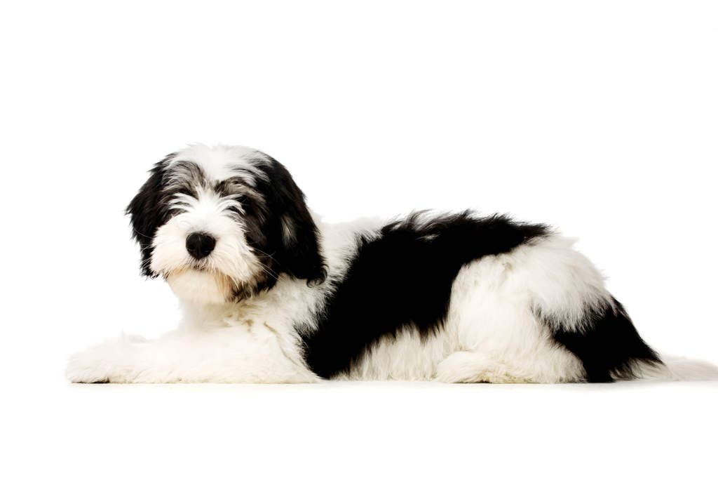 poolse laaglandherder | honden | rasinformatie | omlet