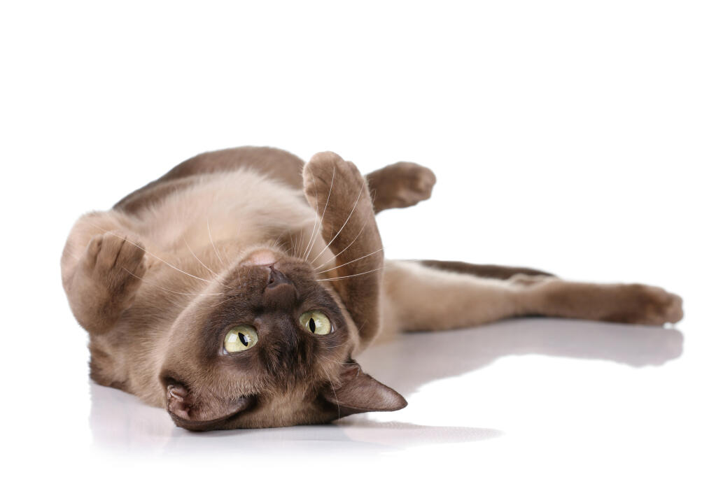 Burmees | Katten | Rasinformatie | Omlet