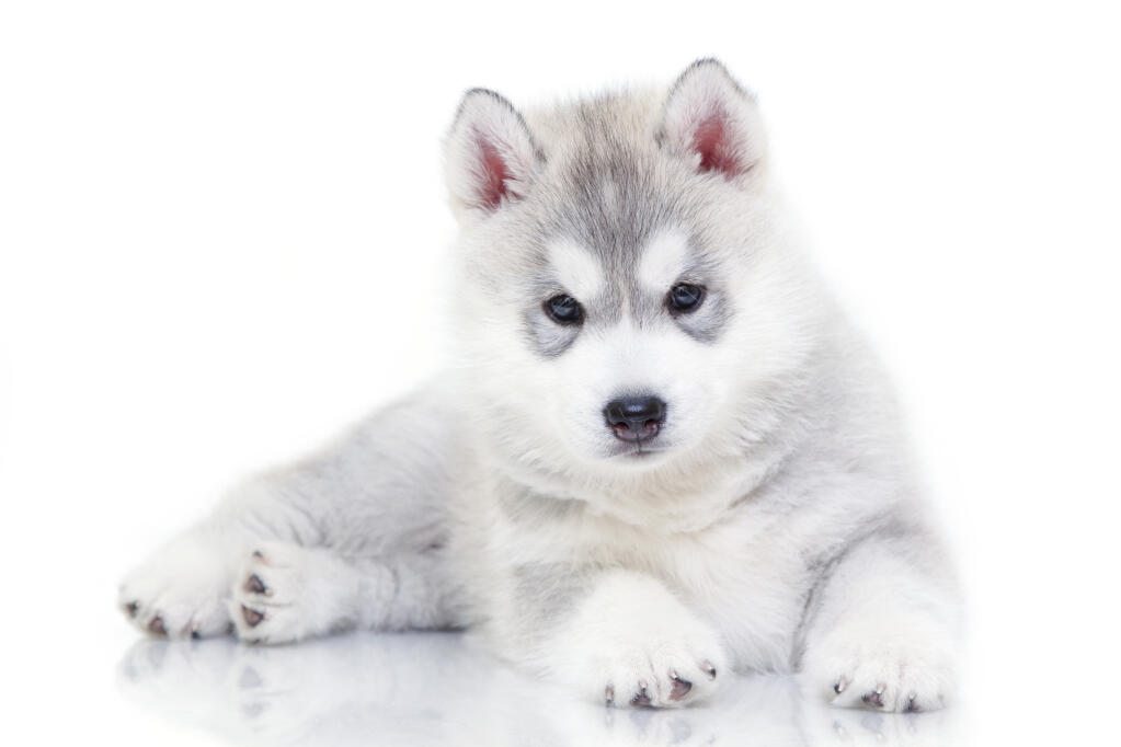 Dog-Siberian_Husky-A_beautiful_Siberian_Husky_puppy,_resting_its_tired,_little_legs.jpg