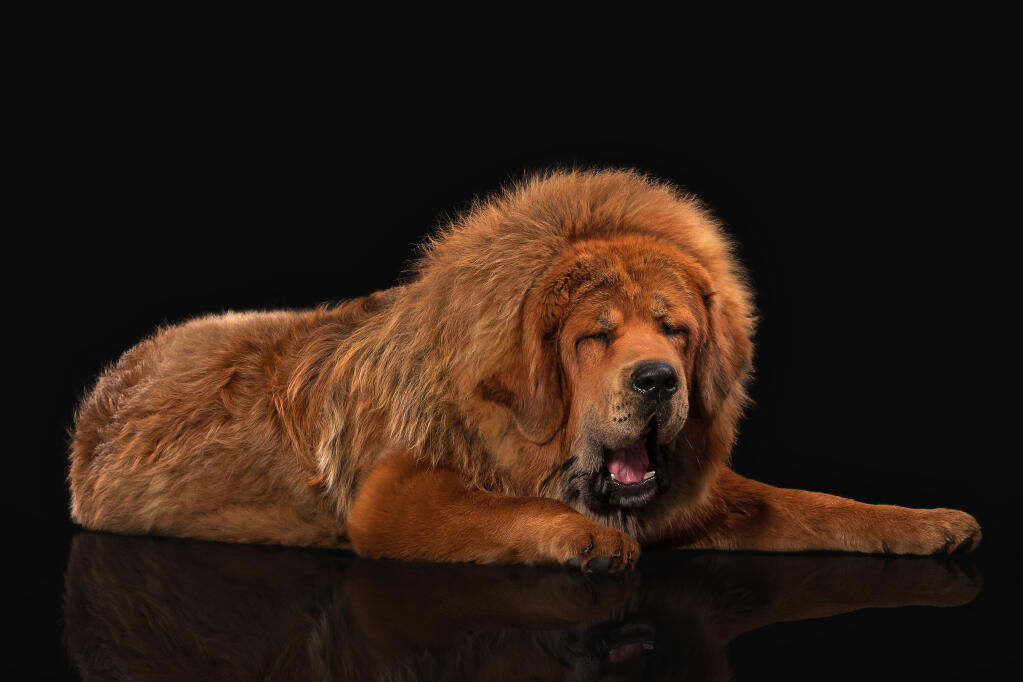 Tibetaanse Mastiff Honden Rasinformatie Omlet
