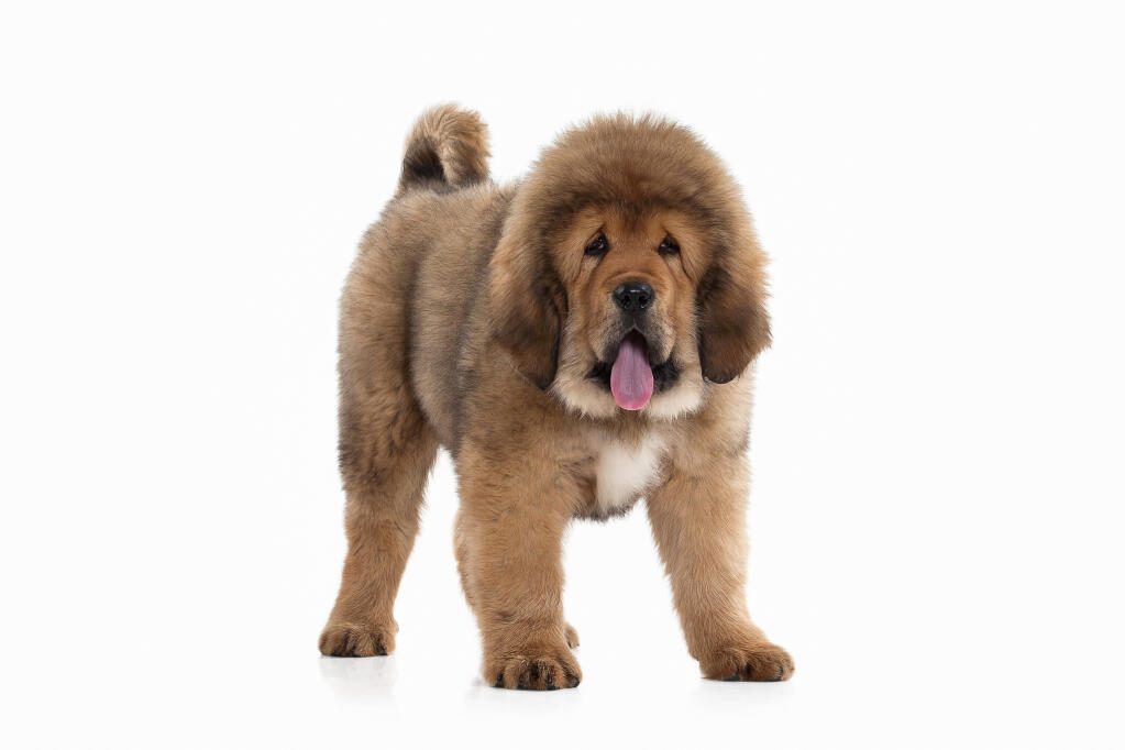 Tibetaanse Mastiff Honden Rasinformatie Omlet