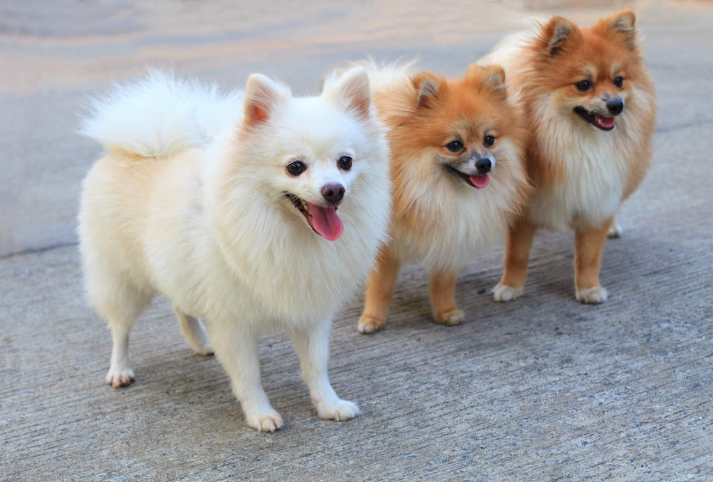 Pomeriaan best sale x keeshond