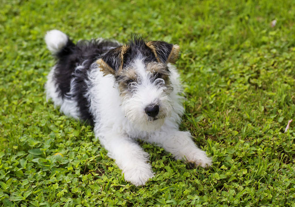 Box terrier top