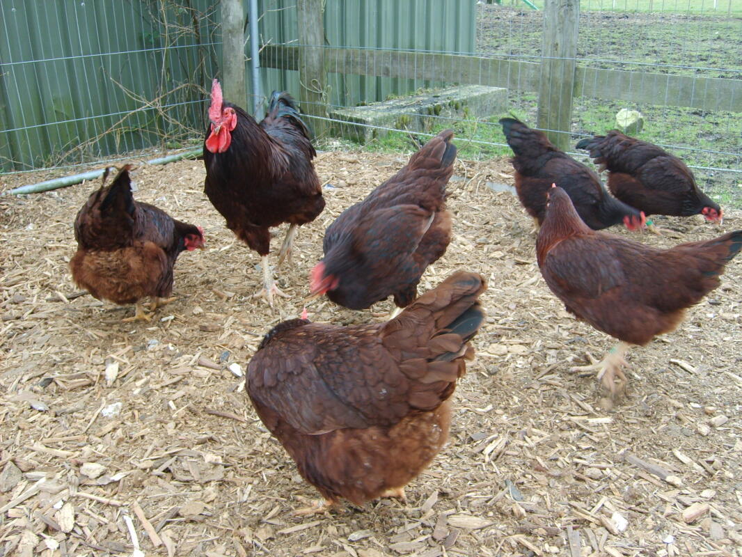Rhode Island Red te koop Kippen Rasinformatie Omlet