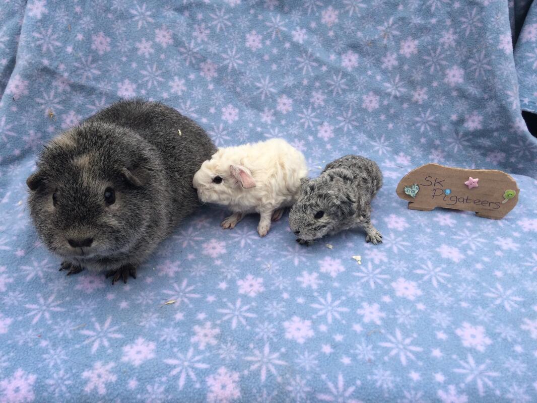 Rex te koop | Cavia’s | Rasinformatie | Omlet
