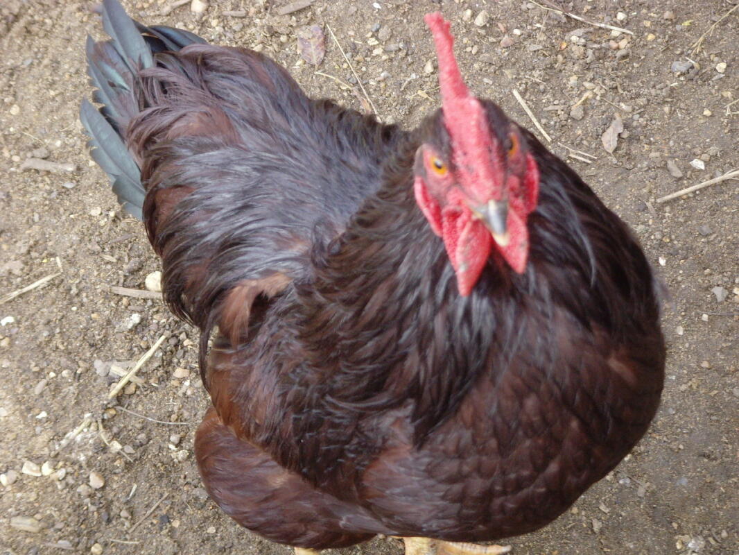 Rhode Island Red te koop Kippen Rasinformatie Omlet