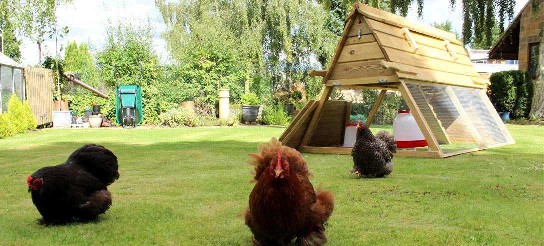 Hens love roaming around outside the Boughton Chicken Coop