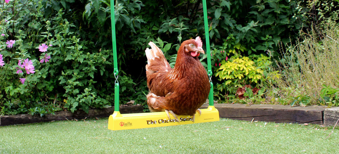 Politiek vrije tijd vitamine Speelgoed voor kippen | Verzorging van kippen | Kippen | Gids