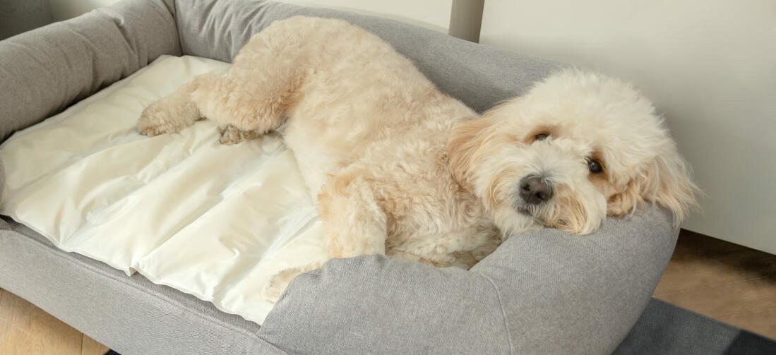 Witte hond slapend op grijs Omlet memory foam bolster hondenbed en koelmat