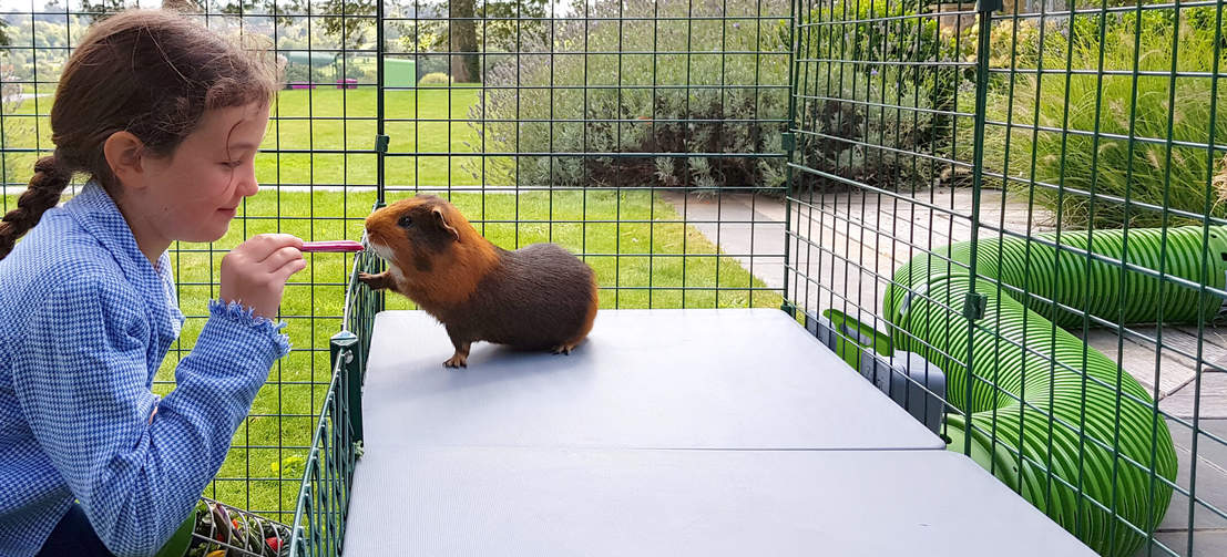 Meisje dat cavia trakteert op Zippi platforms binnen van Omlet Zippi cavia box