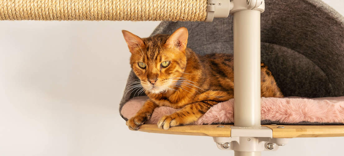 Kat zit in grijze comfortabele hol van Freestyle indoor kattenboom van vloer tot plafond