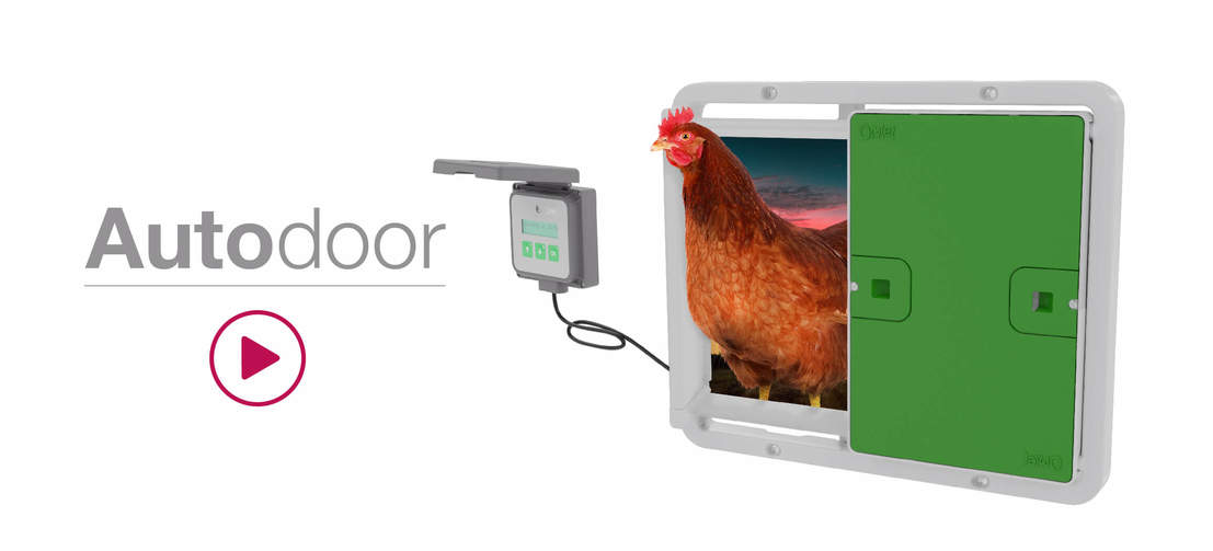 Omlets automatische kippenhokdeur