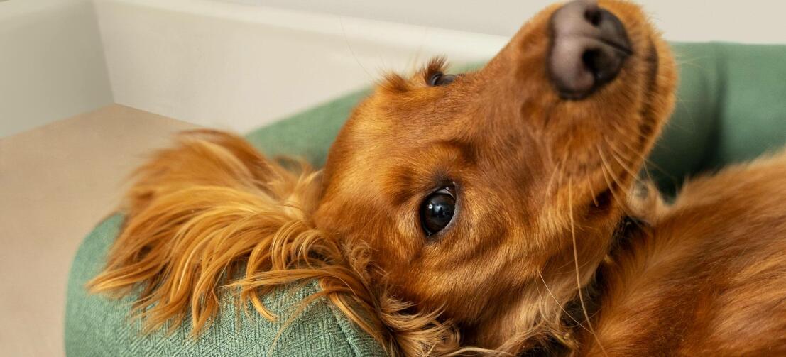 Chestnut cocker spaniel rust uit op groene mand