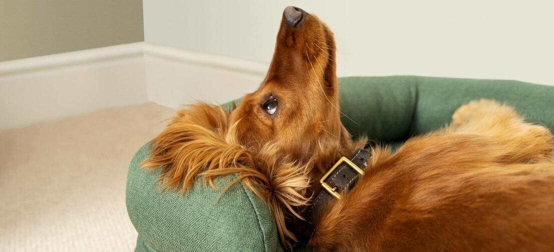 Chestnut cocker spaniel in groen mand met neus in de lucht