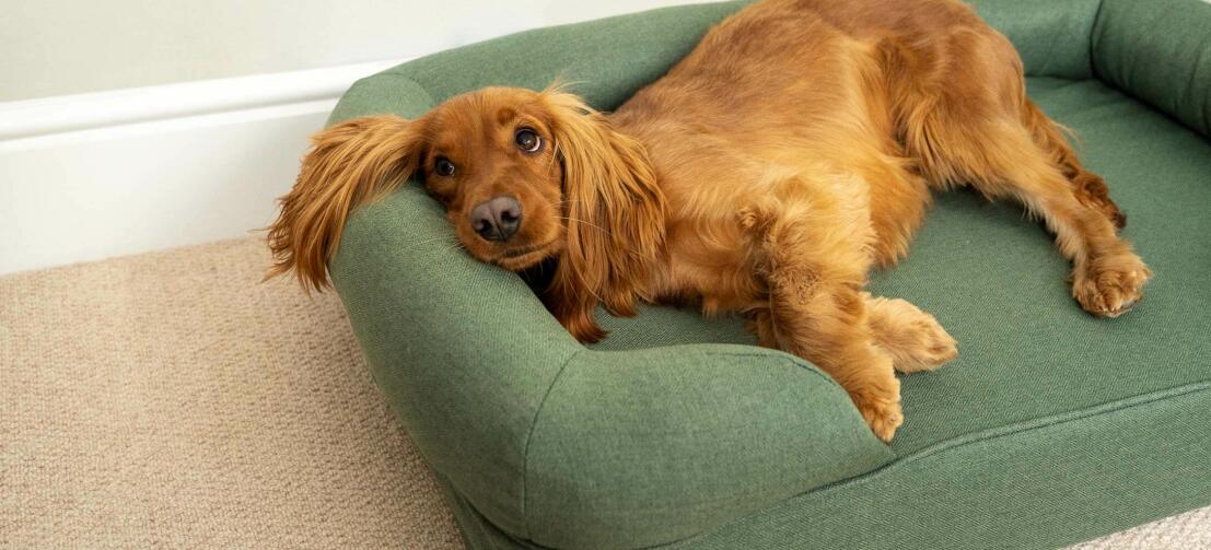 Voskleurige cocker spaniel ligt comfortabel op een groen bolster bed